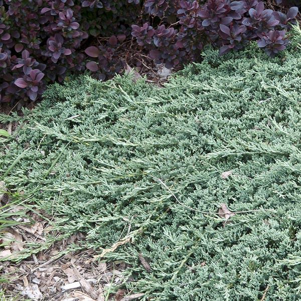 Juniperus Horizontalis 'icee Blue' - View 20 from www redcrocus com