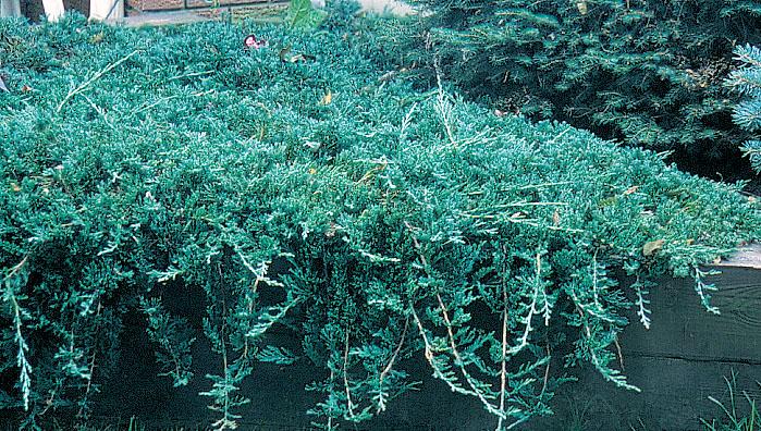 Juniperus Horizontalis 'icee Blue' - View 21 from www redcrocus com