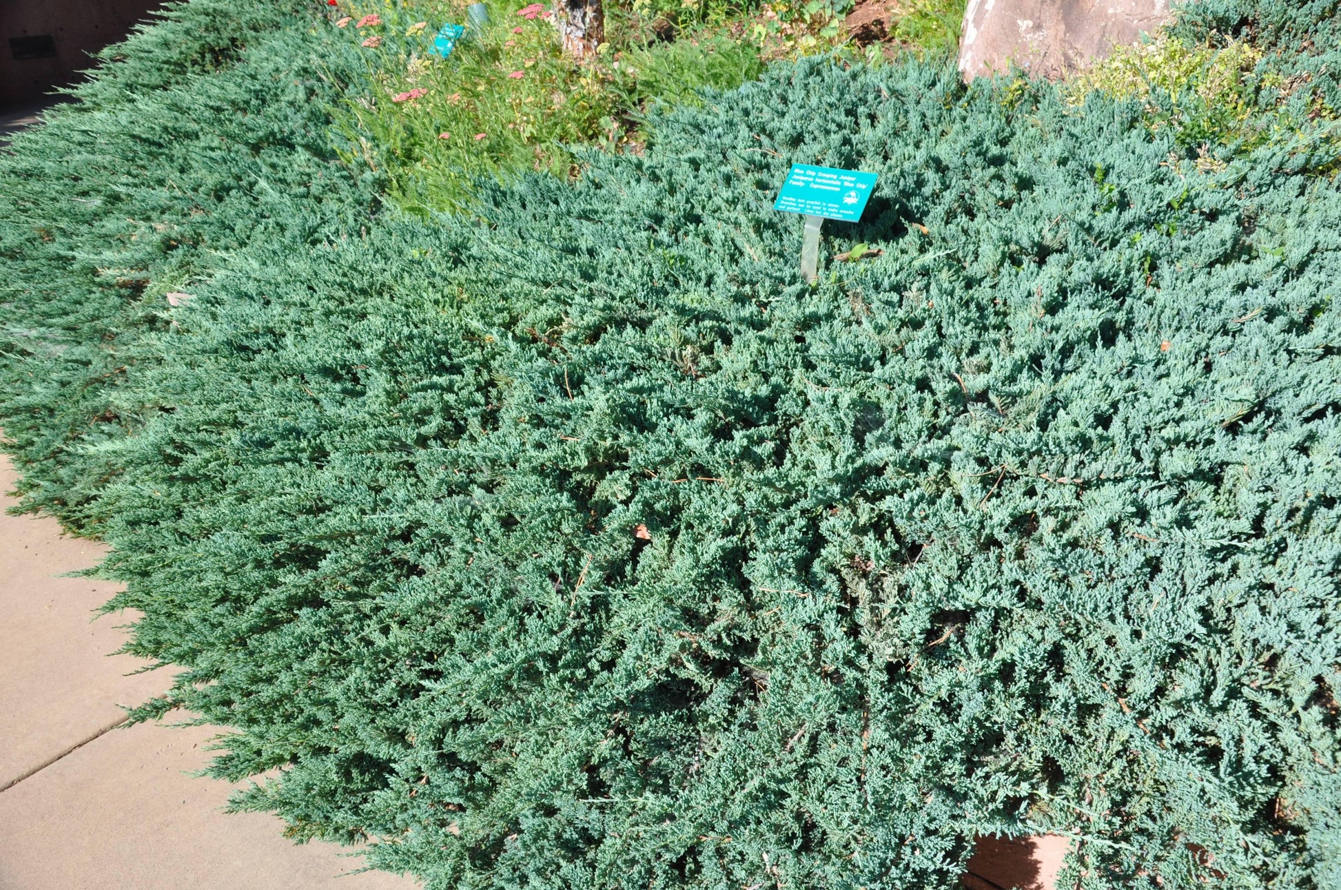 Juniperus Horizontalis 'icee Blue' - View 22 from www redcrocus com
