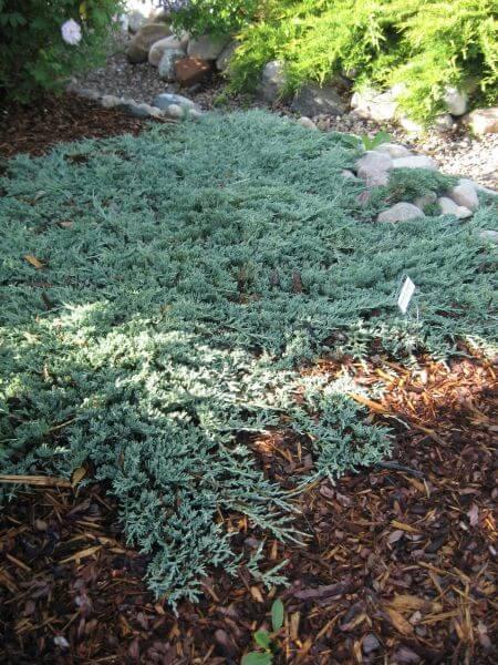 Juniperus Horizontalis 'icee Blue' - View 23 from www redcrocus com