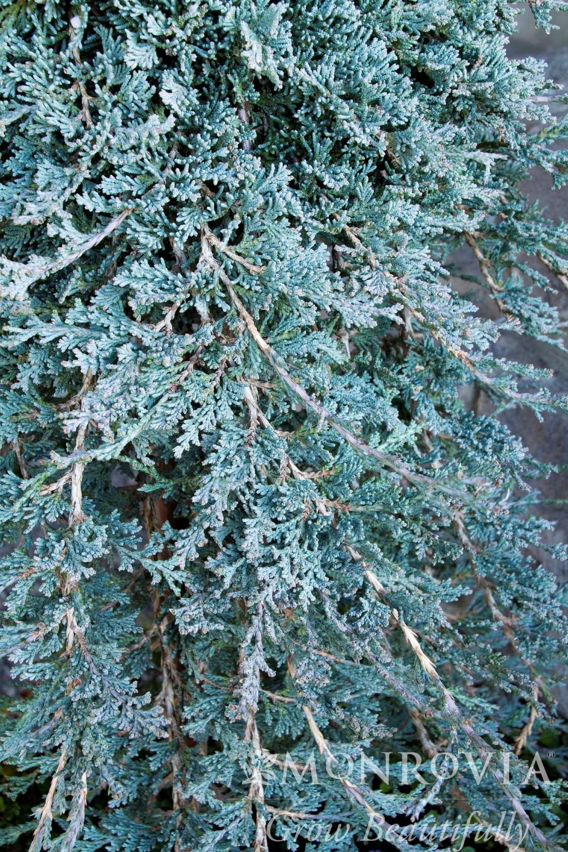 Juniperus Horizontalis 'icee Blue' - View 24 from www redcrocus com