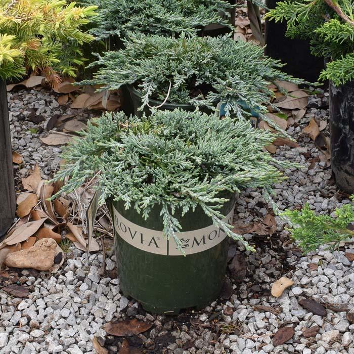 Juniperus Horizontalis 'icee Blue' - View 26 from www redcrocus com