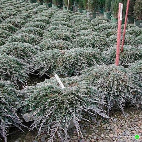 Juniperus Horizontalis 'icee Blue' - View 28 from www redcrocus com