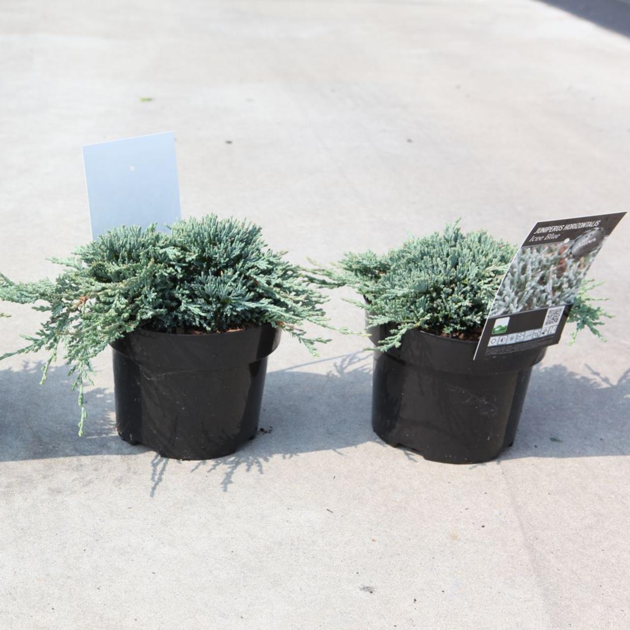 Juniperus Horizontalis 'icee Blue' - View 29 from www redcrocus com