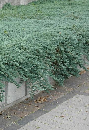 Juniperus Horizontalis 'icee Blue' - View 2 from www redcrocus com