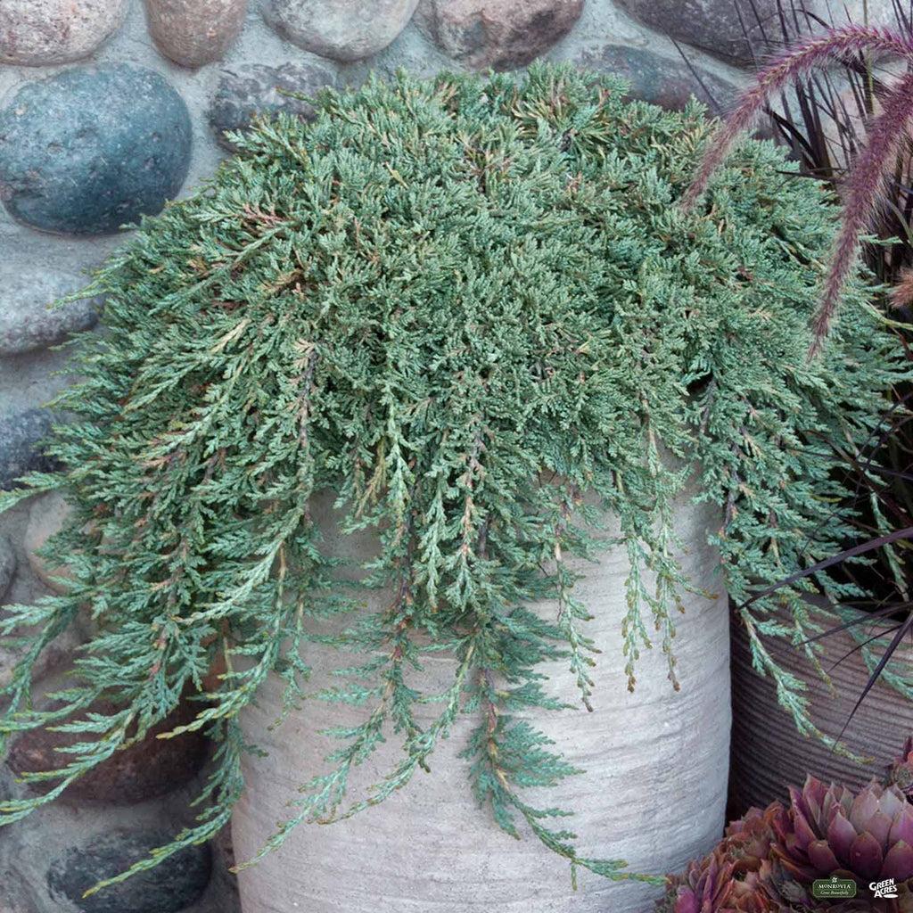 Juniperus Horizontalis 'icee Blue' - View 30 from www redcrocus com