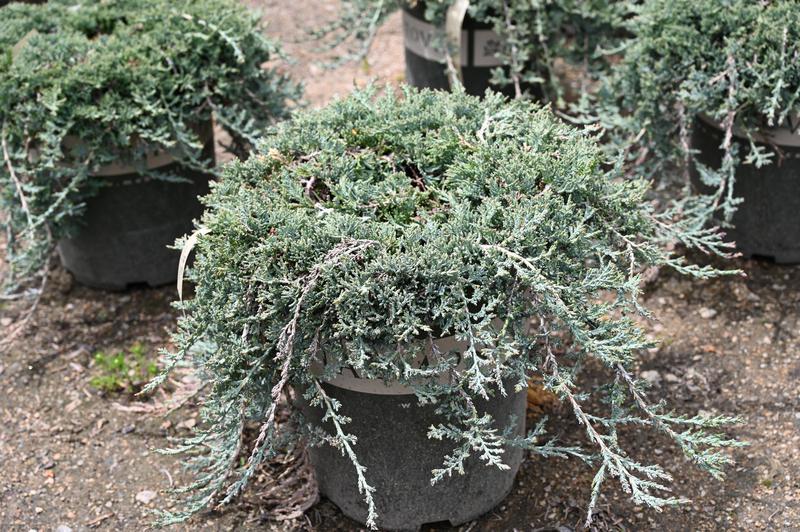 Juniperus Horizontalis 'icee Blue' - View 31 from www redcrocus com