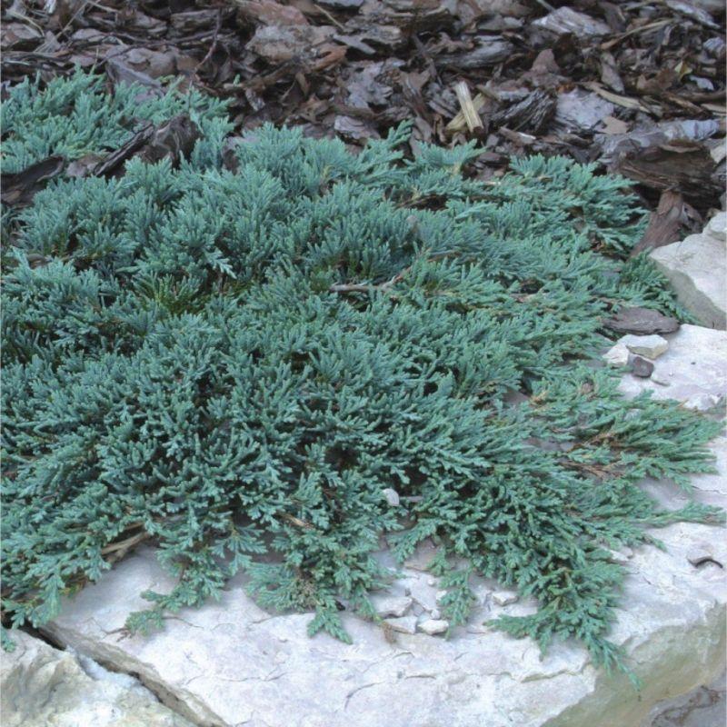 Juniperus Horizontalis 'icee Blue' - View 32 from www redcrocus com