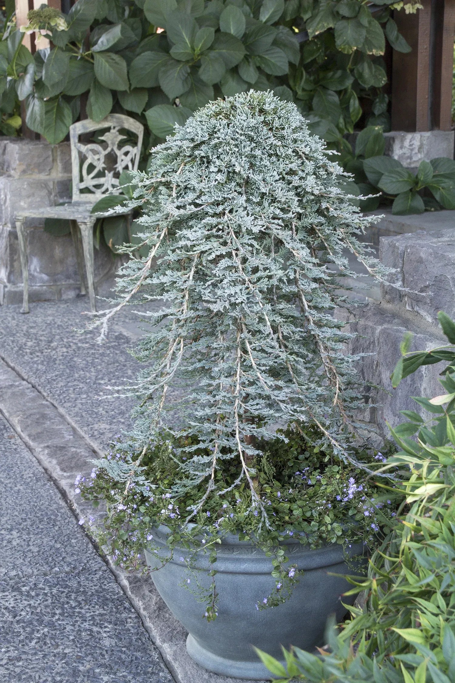 Juniperus Horizontalis 'icee Blue' - View 34 from www redcrocus com