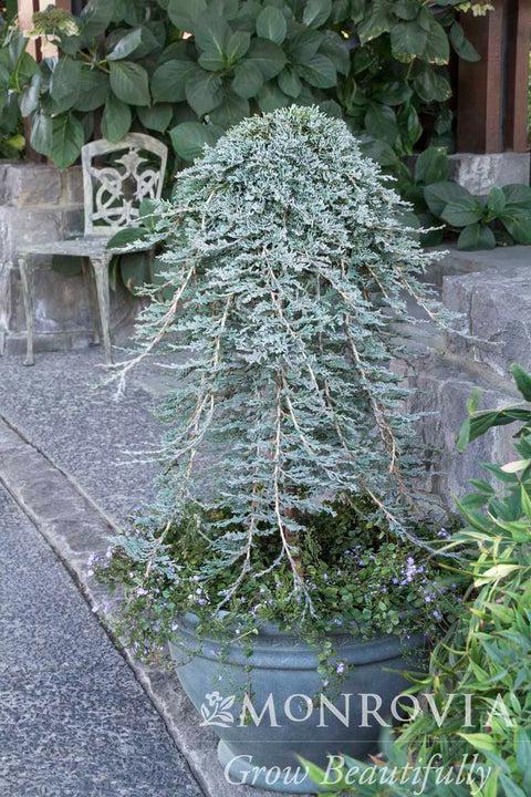Juniperus Horizontalis 'icee Blue' - View 35 from www redcrocus com