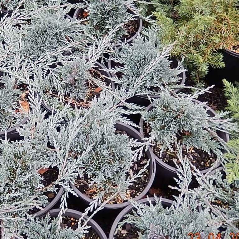 Juniperus Horizontalis 'icee Blue' - View 38 from www redcrocus com