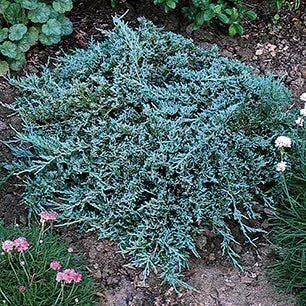 Juniperus Horizontalis 'icee Blue' - View 39 from www redcrocus com