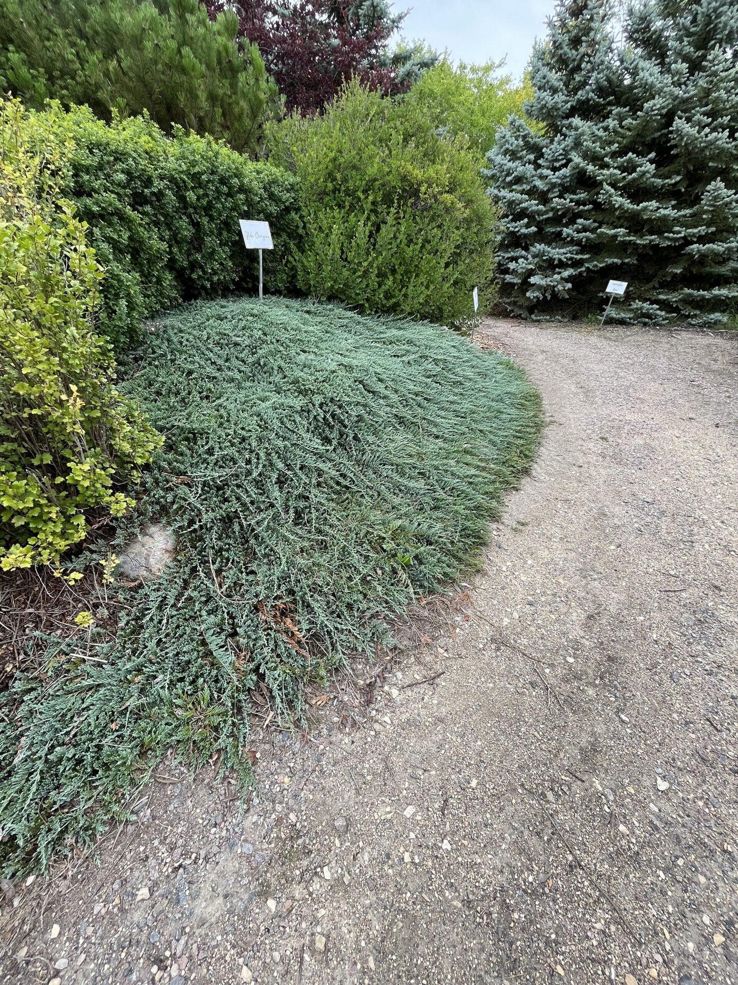 Juniperus Horizontalis 'icee Blue' - View 3 from www redcrocus com