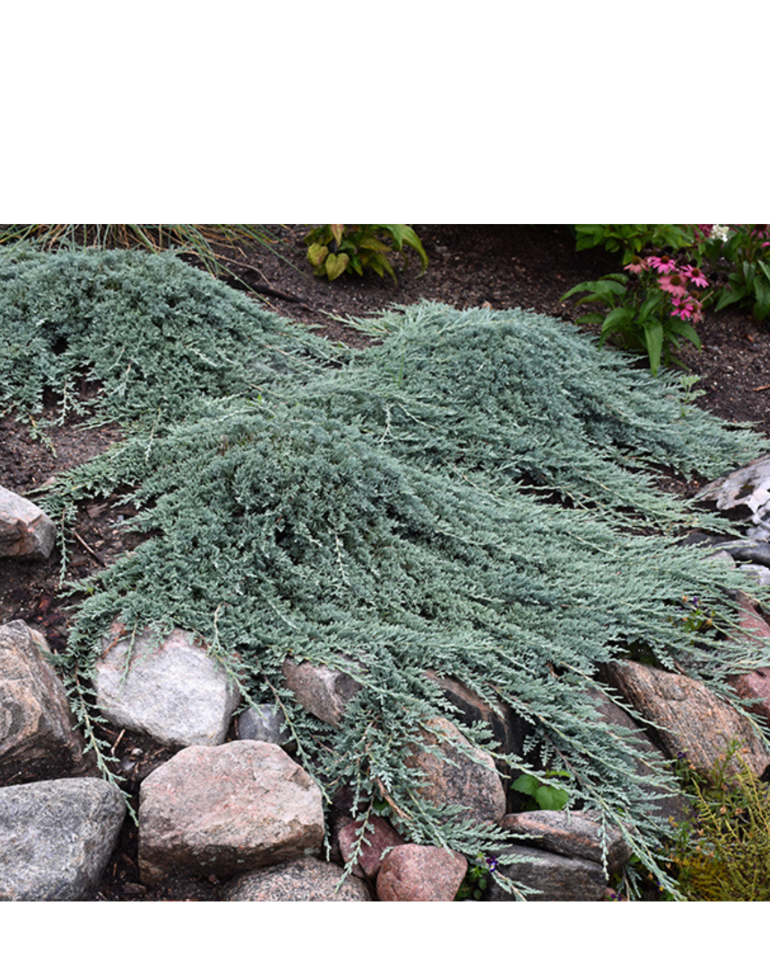 Juniperus Horizontalis 'icee Blue' - View 4 from www redcrocus com
