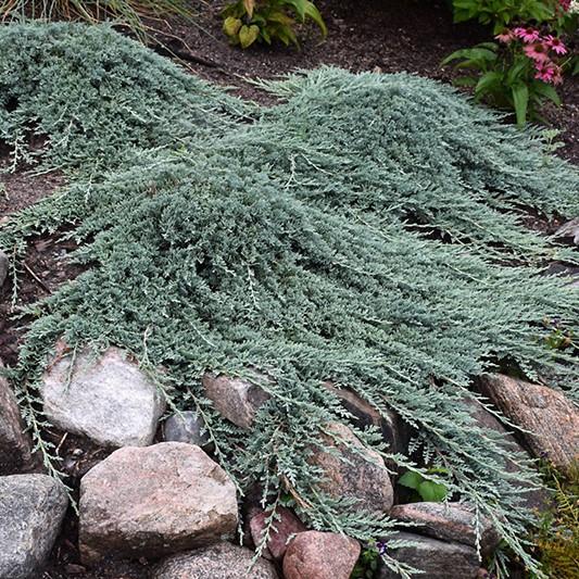 Juniperus Horizontalis 'icee Blue' - View 6 from www redcrocus com