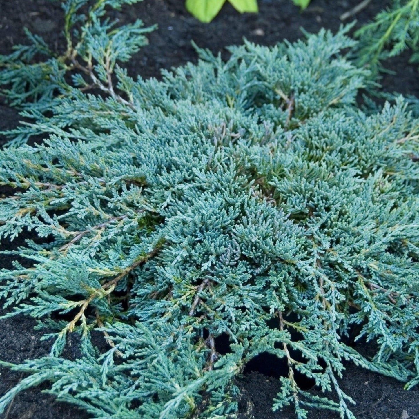 Juniperus Horizontalis 'icee Blue' - View 7 from www redcrocus com