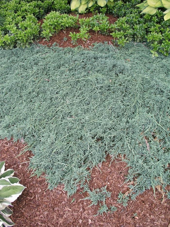 Juniperus Horizontalis 'icee Blue' - View 8 from www redcrocus com