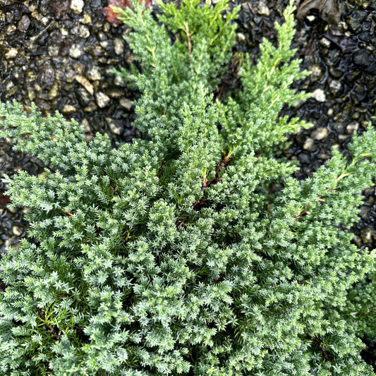 Juniperus Procumbens Nana - View 10 from www redcrocus com