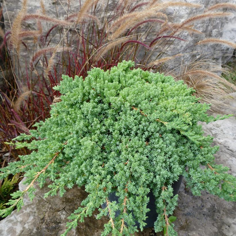 Juniperus Procumbens Nana - View 11 from www redcrocus com