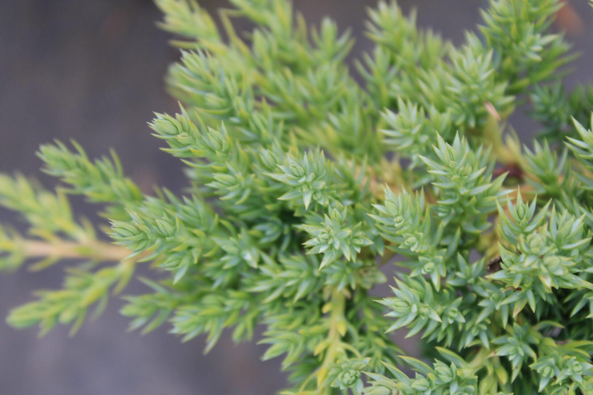 Juniperus Procumbens Nana - View 12 from www redcrocus com