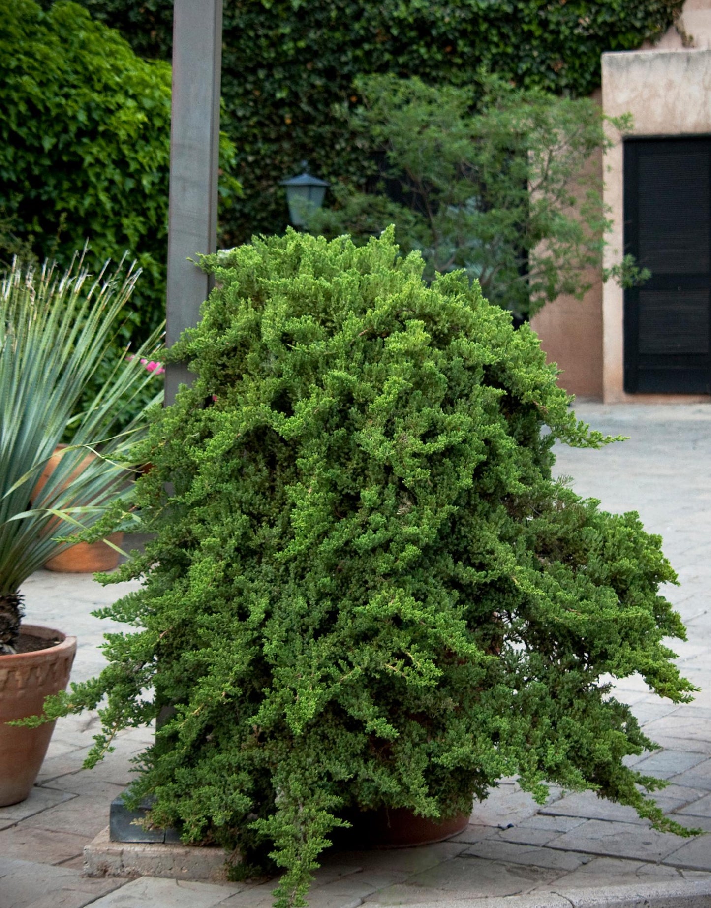 Juniperus Procumbens Nana - View 13 from www redcrocus com