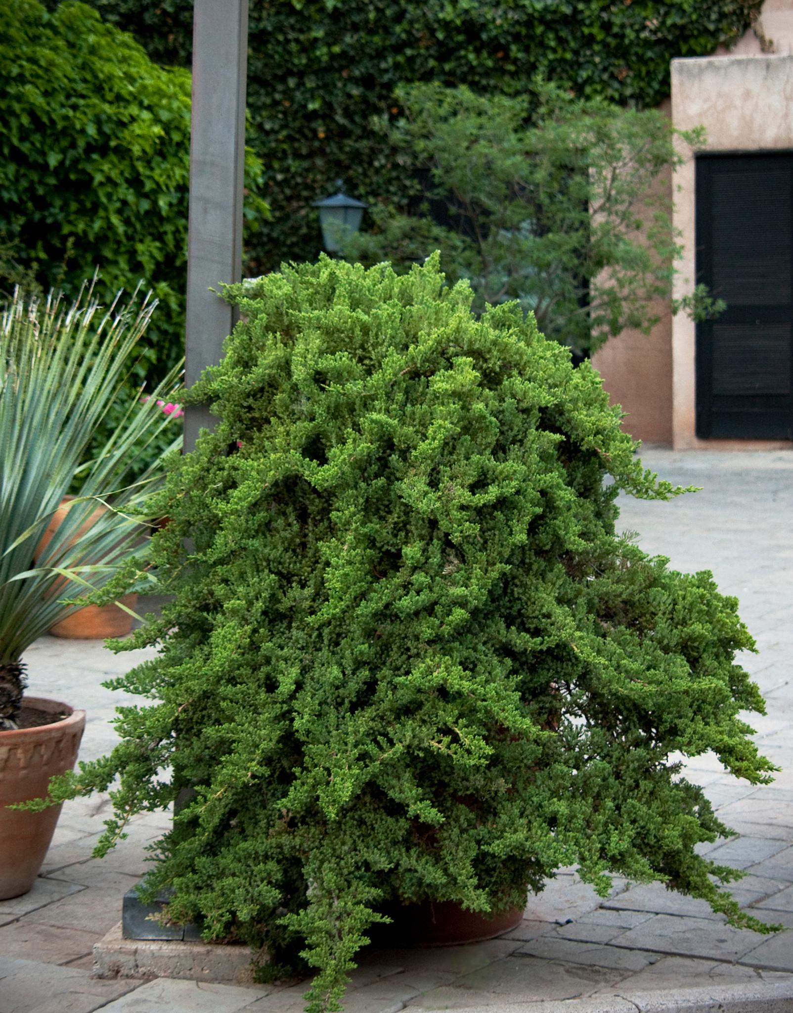 Juniperus Procumbens Nana - View 13 from www redcrocus com