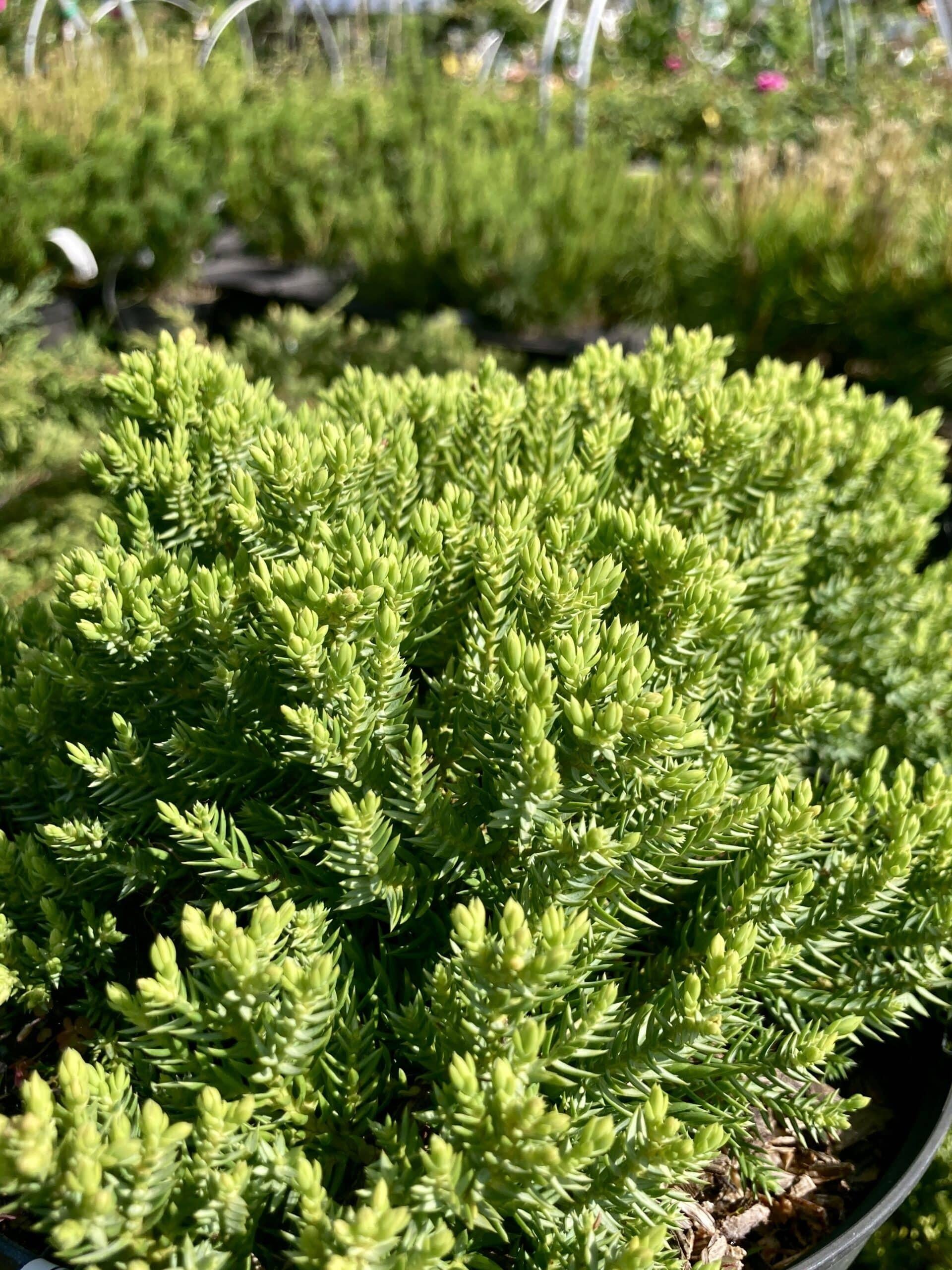 Juniperus Procumbens Nana - View 14 from www redcrocus com
