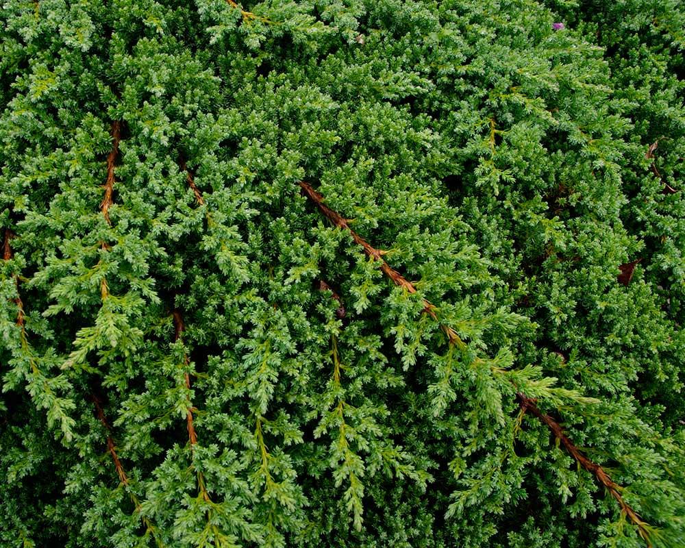 Juniperus Procumbens Nana - View 15 from www redcrocus com
