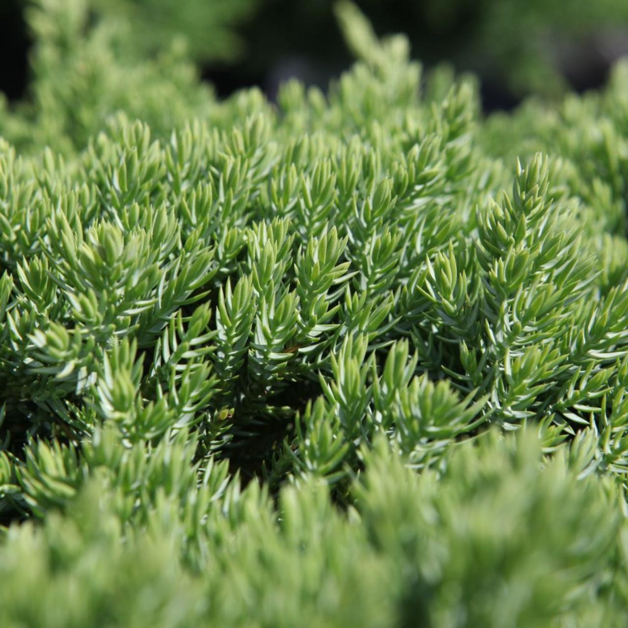 Juniperus Procumbens Nana - View 16 from www redcrocus com