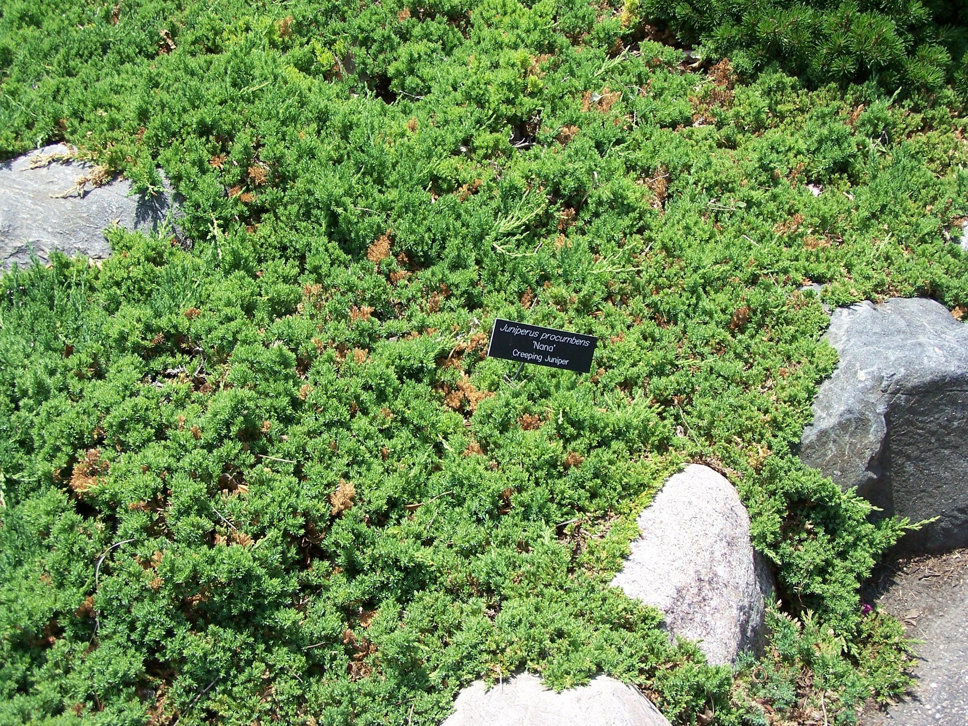 Juniperus Procumbens Nana - View 17 from www redcrocus com