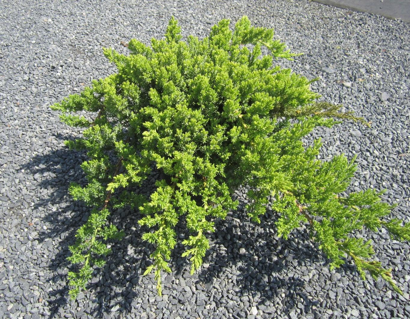 Juniperus Procumbens Nana - View 18 from www redcrocus com