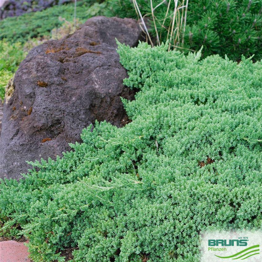 Juniperus Procumbens Nana - View 20 from www redcrocus com