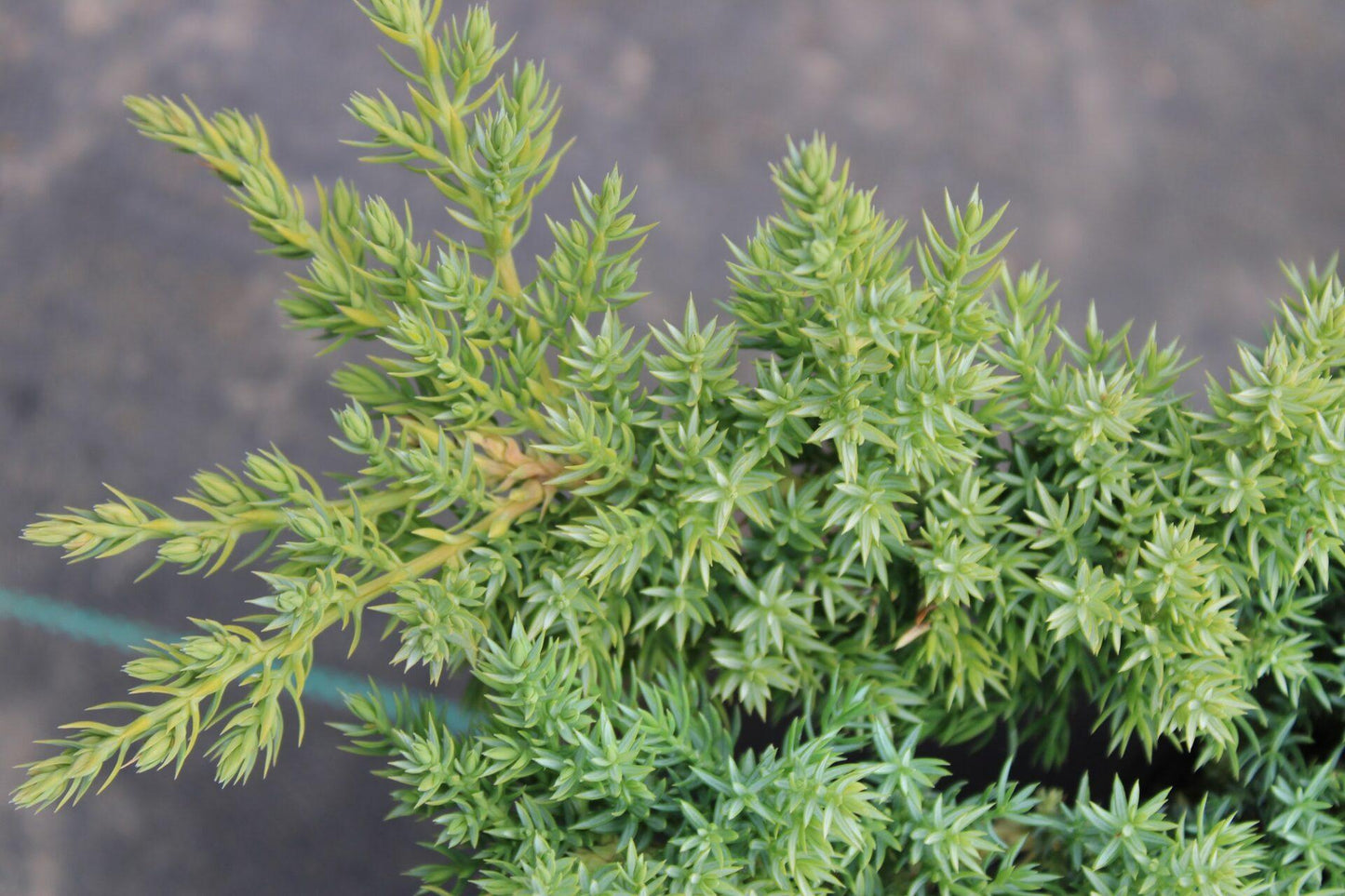 Juniperus Procumbens Nana - View 2 from www redcrocus com