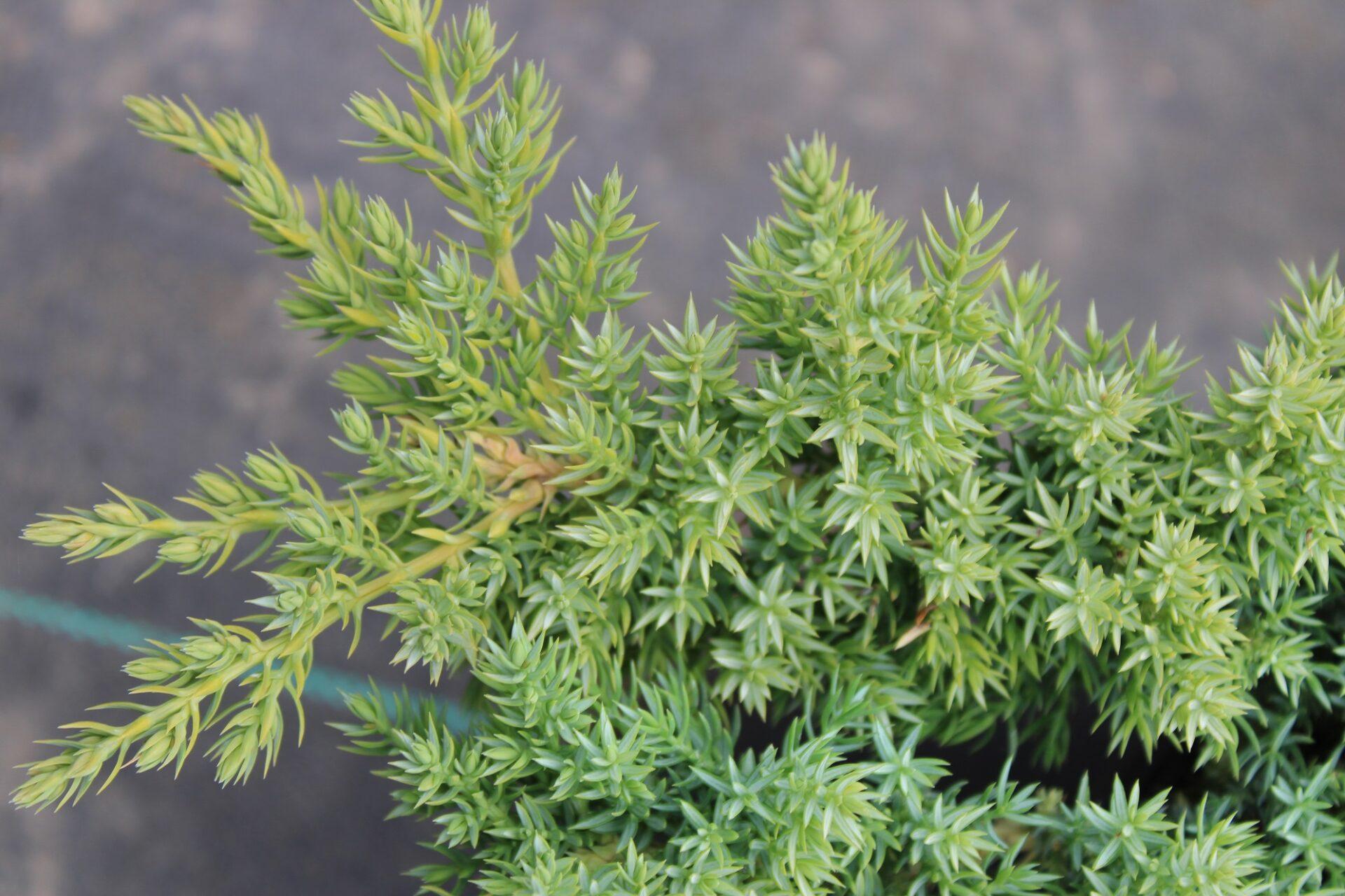 Juniperus Procumbens Nana - View 2 from www redcrocus com
