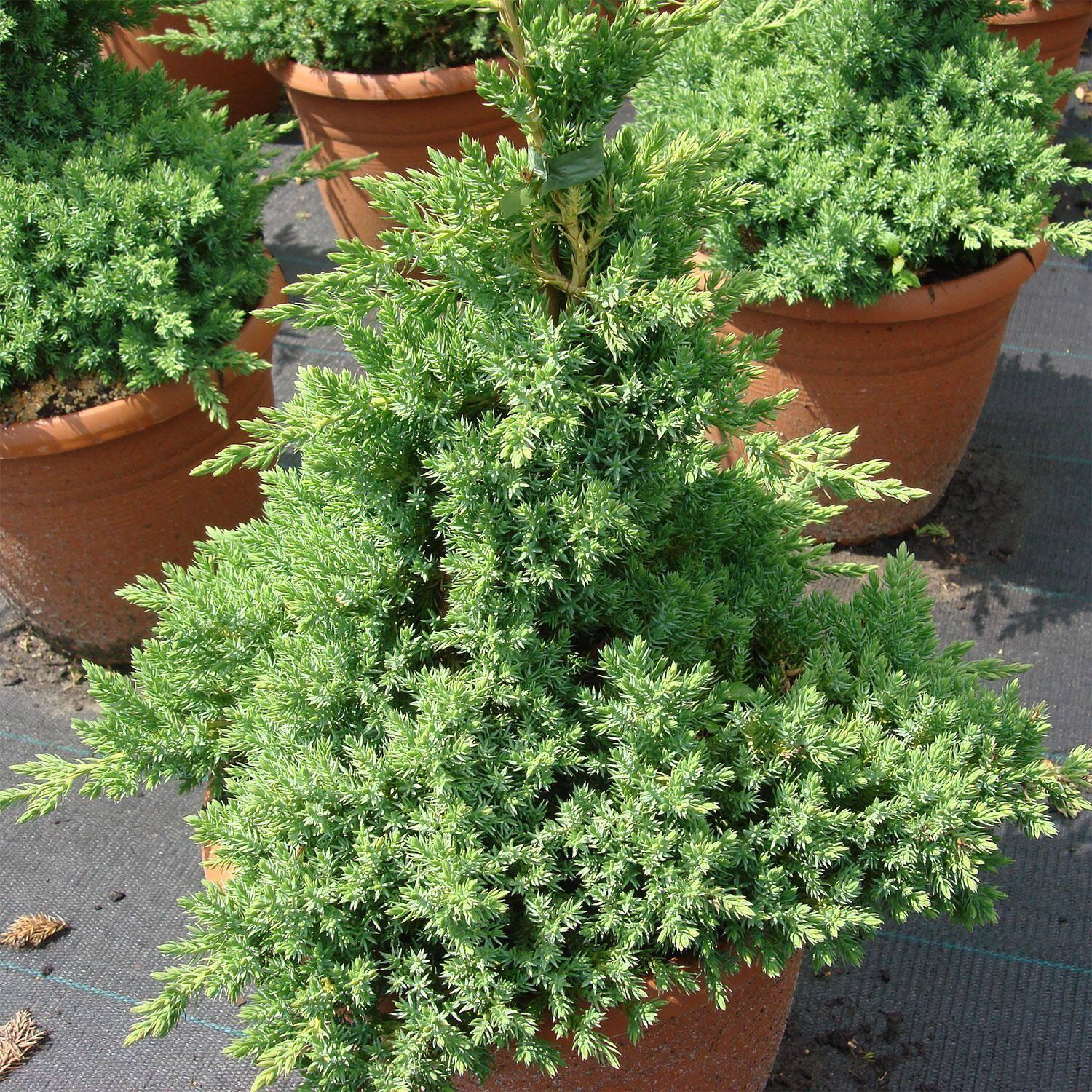 Juniperus Procumbens Nana - View 3 from www redcrocus com