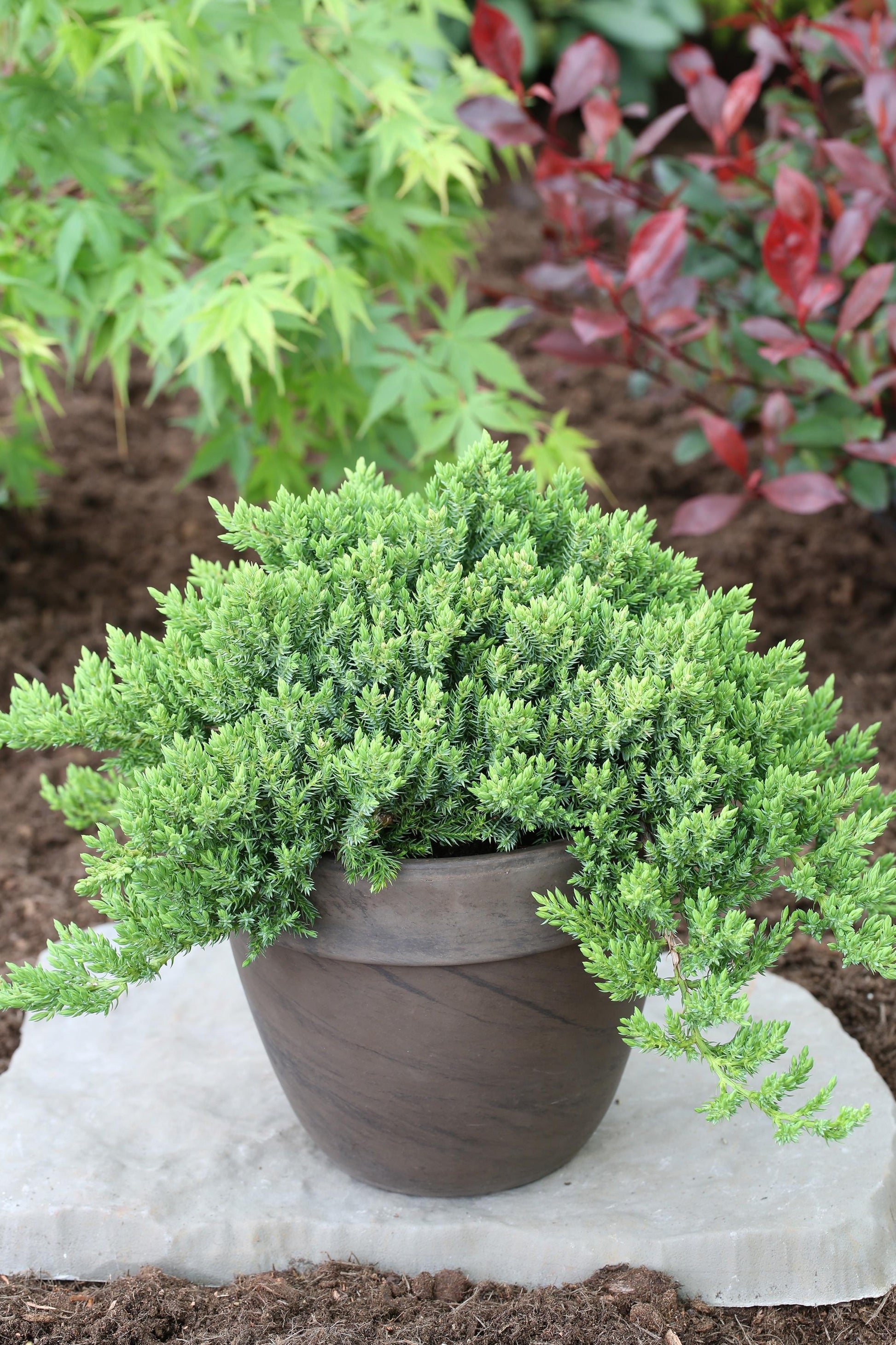 Juniperus Procumbens Nana - View 5 from www redcrocus com