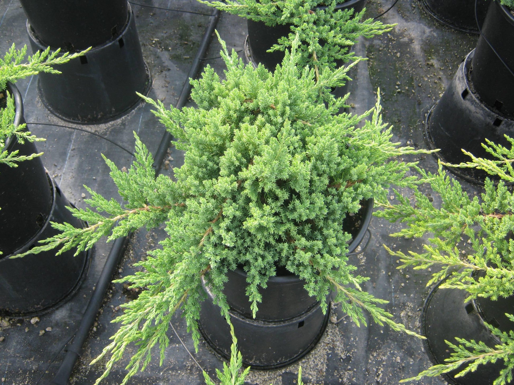 Juniperus Procumbens Nana - View 6 from www redcrocus com
