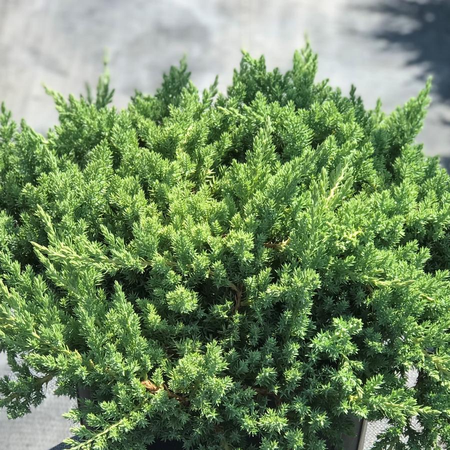 Juniperus Procumbens Nana - View 8 from www redcrocus com