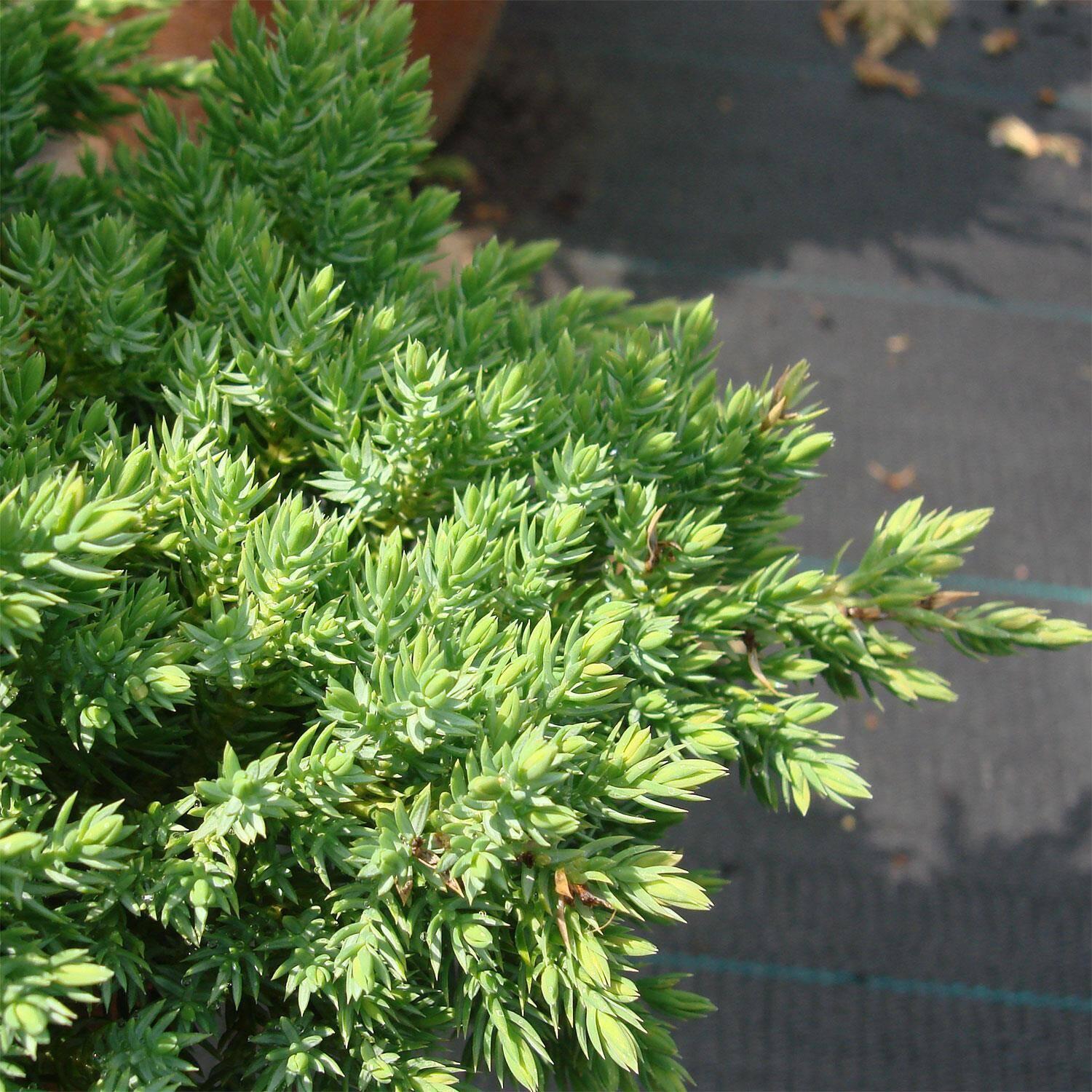 Juniperus Procumbens Nana - View 9 from www redcrocus com