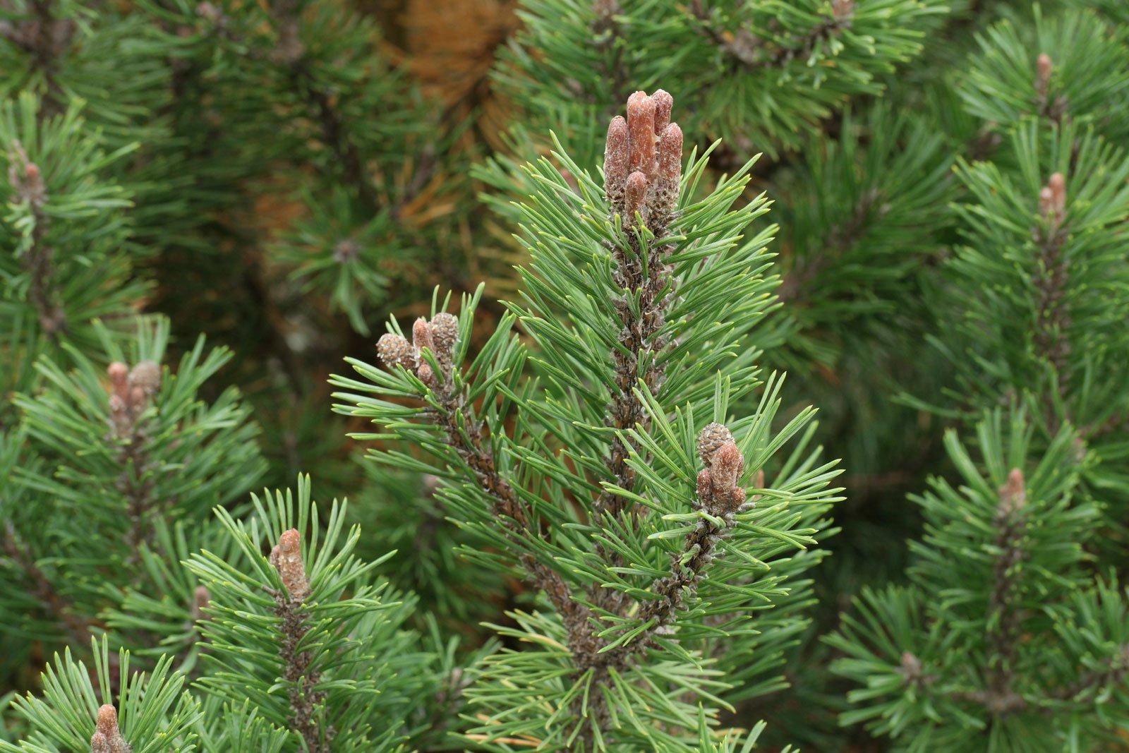 Pinus Mugo Pumilio - View 19 from www redcrocus com