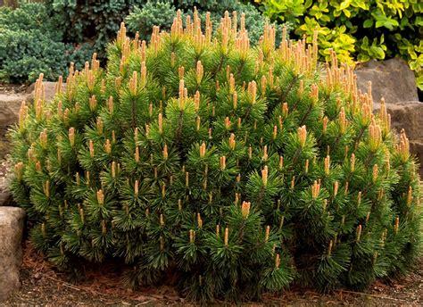 Pinus Mugo Pumilio - View 1 from www redcrocus com