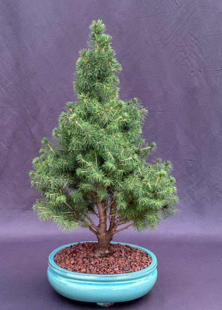 Picea Glauca 'conica' - View 11 from www redcrocus com