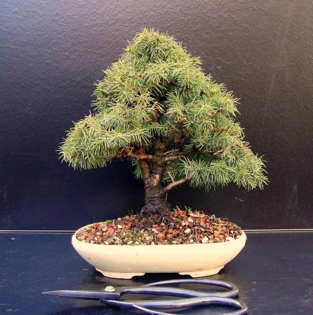 Picea Glauca 'conica' - View 12 from www redcrocus com