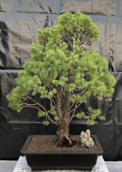 Picea Glauca 'conica' - View 13 from www redcrocus com