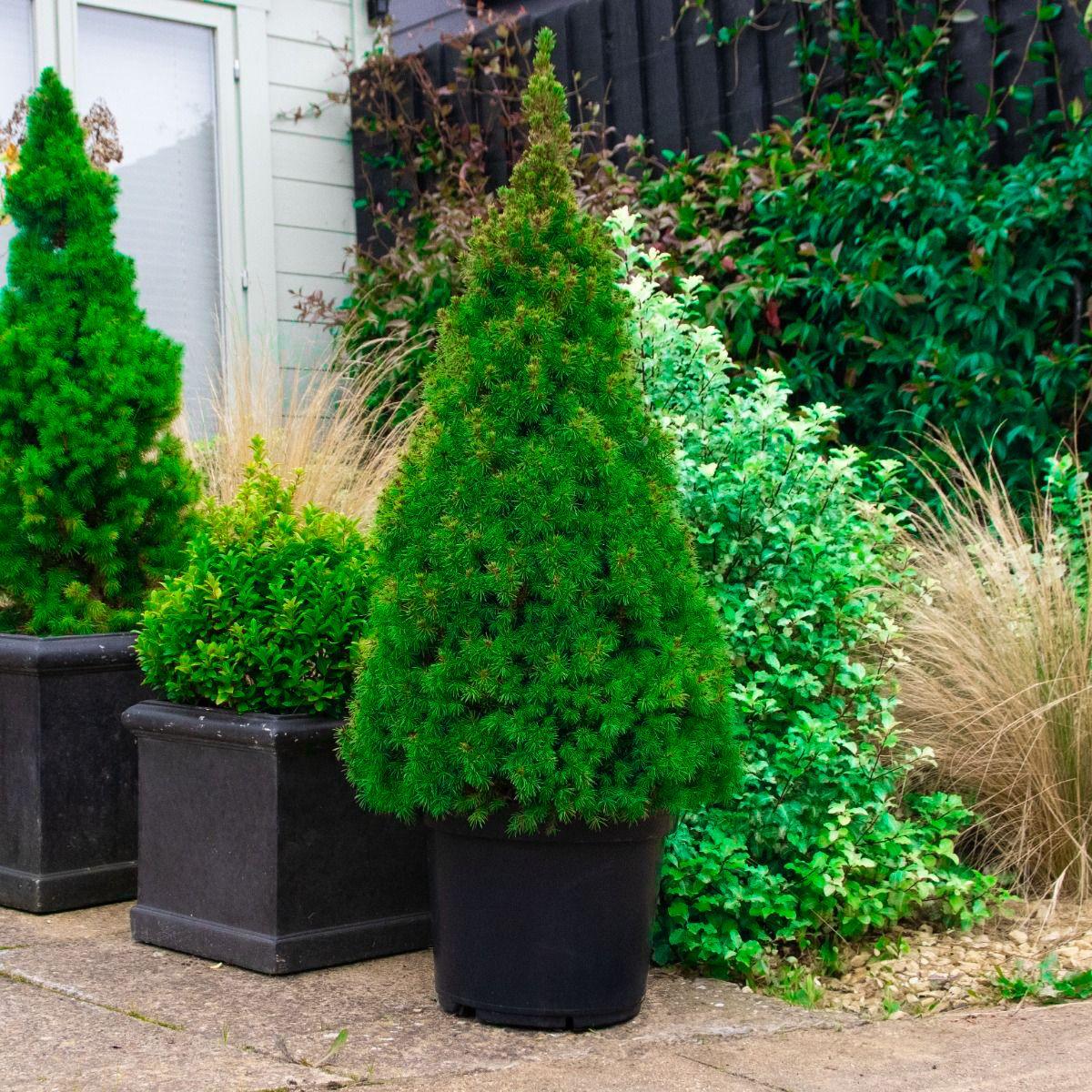 Picea Glauca 'conica' - View 16 from www redcrocus com