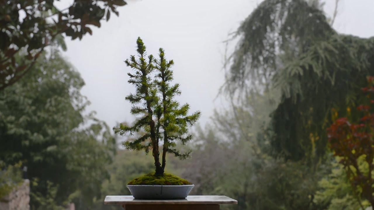 Picea Glauca 'conica' - View 17 from www redcrocus com