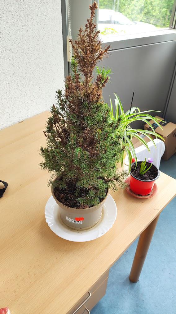 Picea Glauca 'conica' - View 19 from www redcrocus com