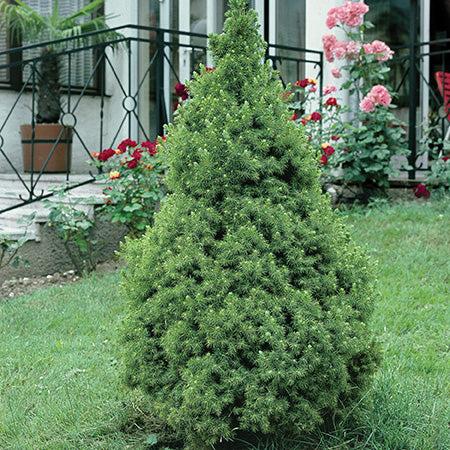 Picea Glauca 'conica' - View 1 from www redcrocus com