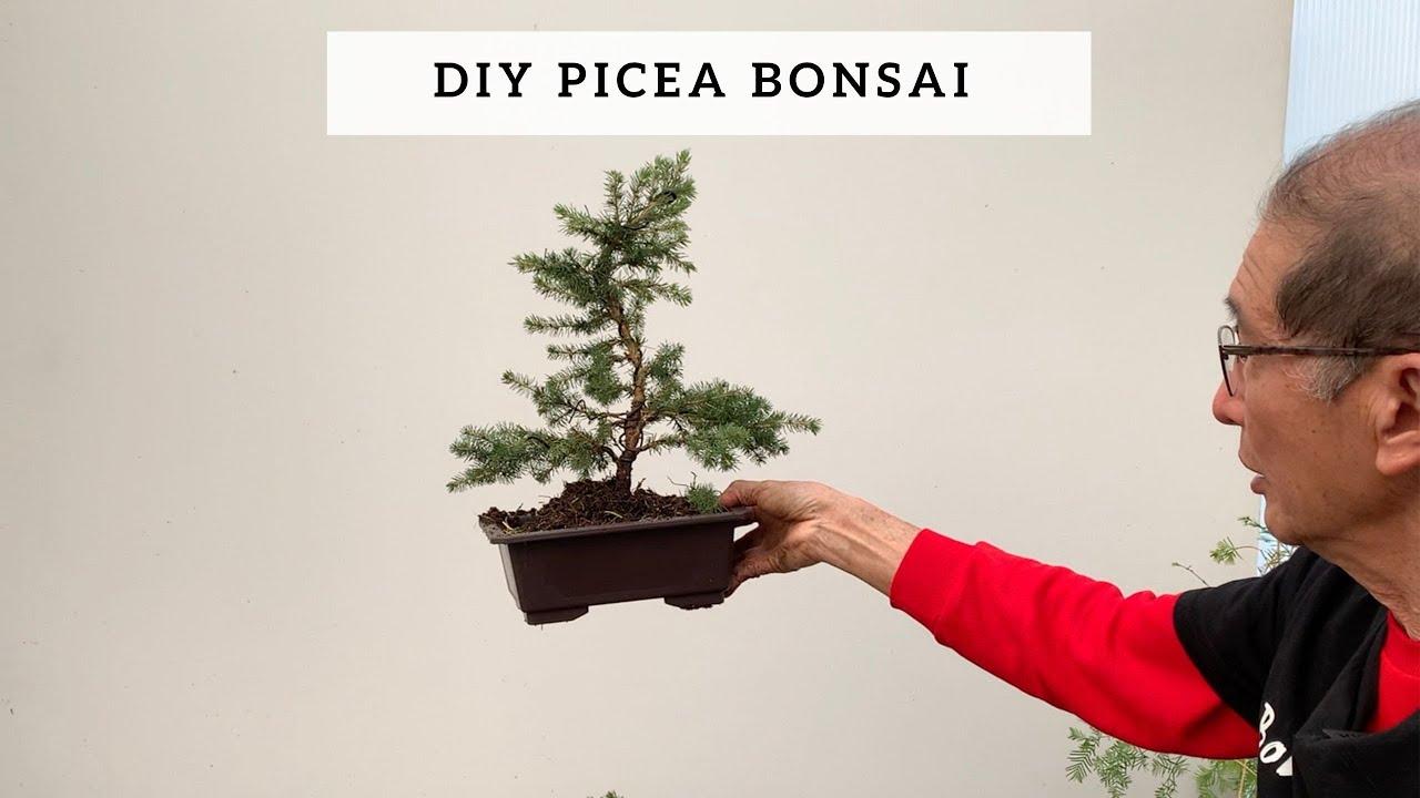 Picea Glauca 'conica' - View 20 from www redcrocus com