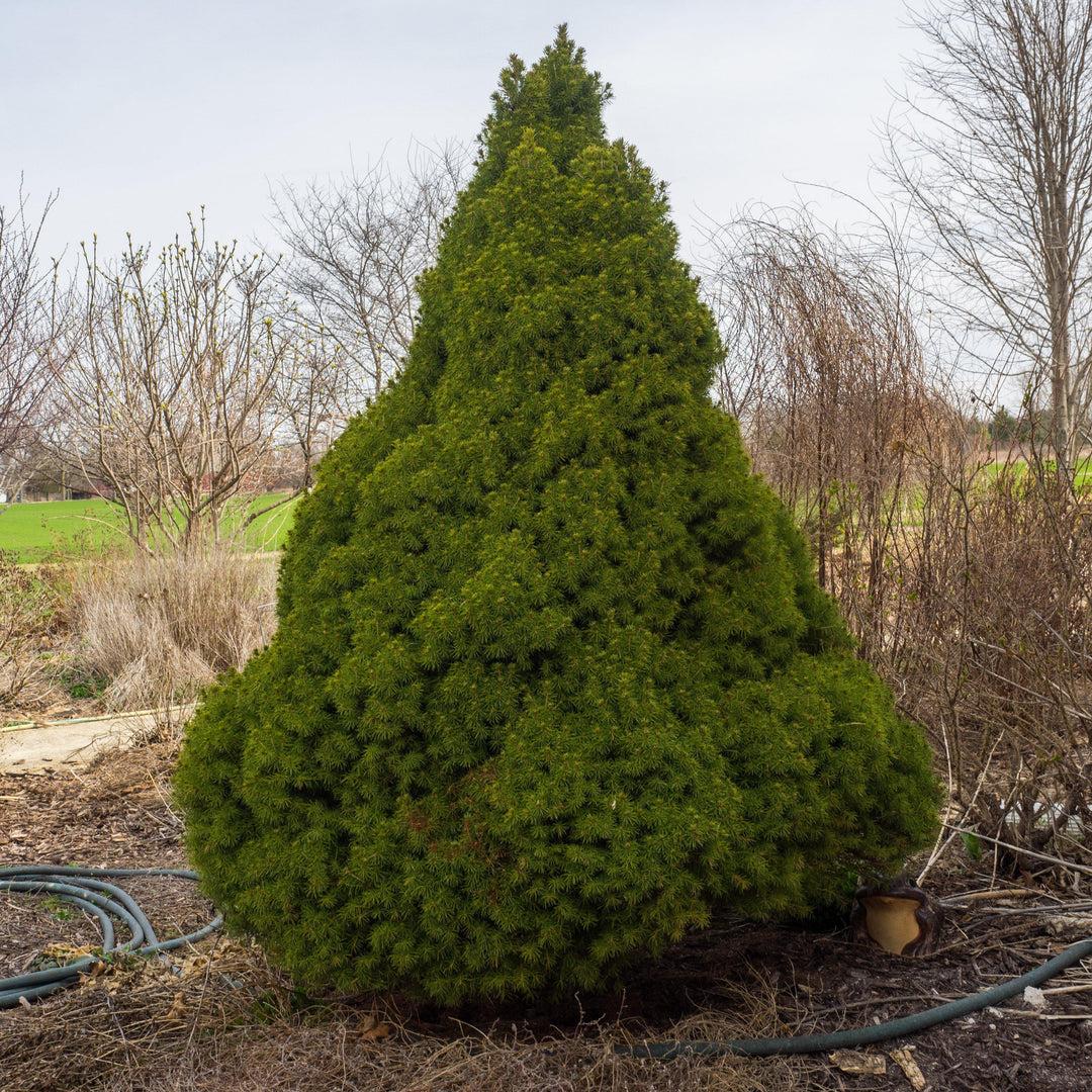 Picea Glauca 'conica' - View 21 from www redcrocus com